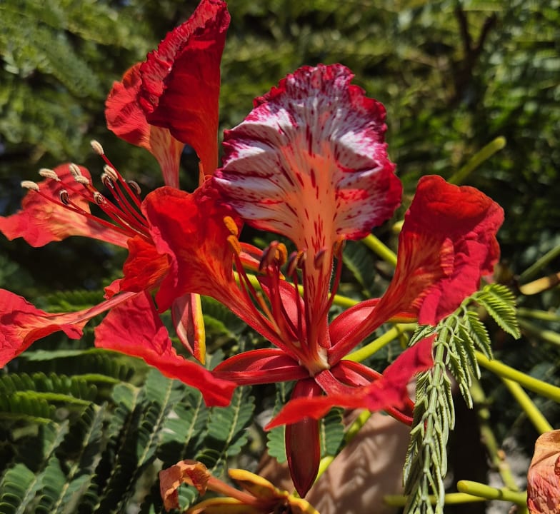 Gartenanlage Cleopatra Luxury Resort Makadi Bay