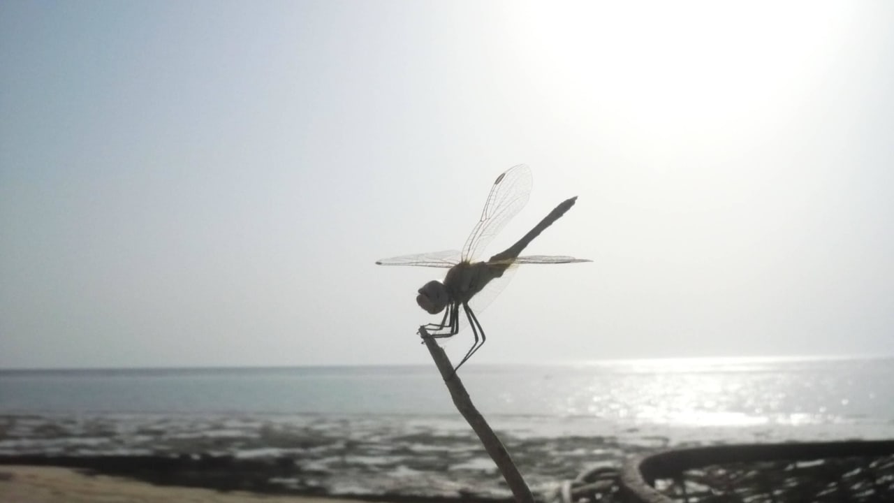 Libelle Hotel Gorgonia Beach Resort