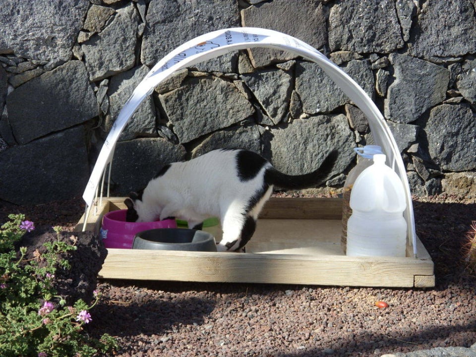 Offizielle Futterstelle. Gut. Occidental Jandía Mar