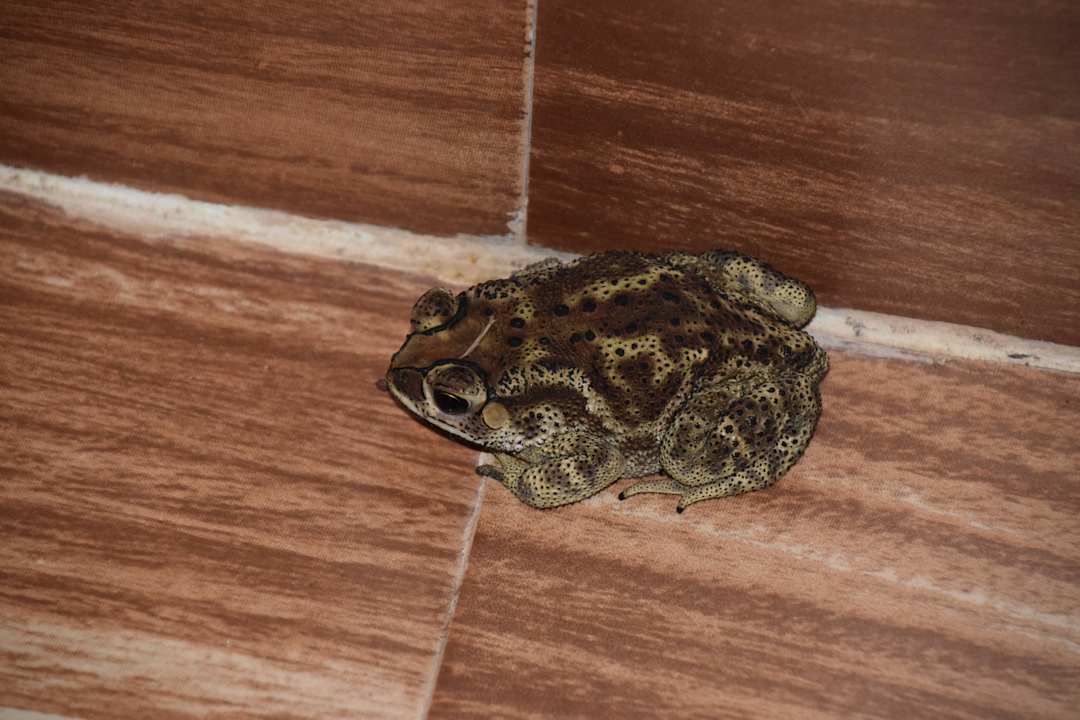 Gäste am Abend im Zelt Hotel Lion Safari Camp