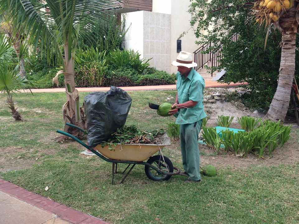 Frischere Kokosnüsse gibts nicht Melia Buenavista