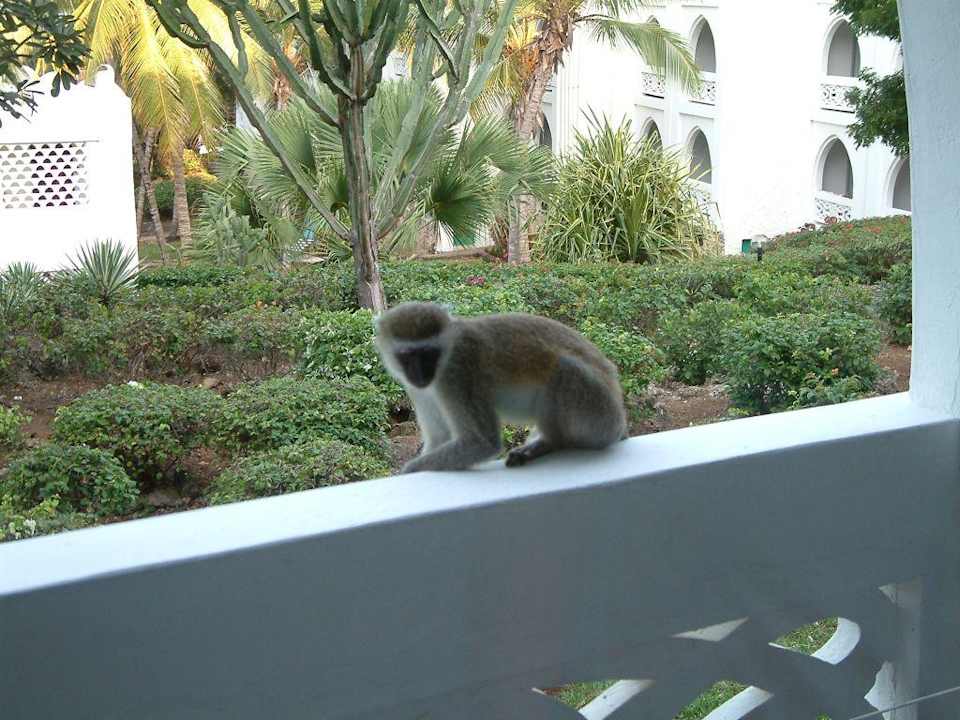 Die Hotelaffen am Balkon Kaskazi Beach Resort