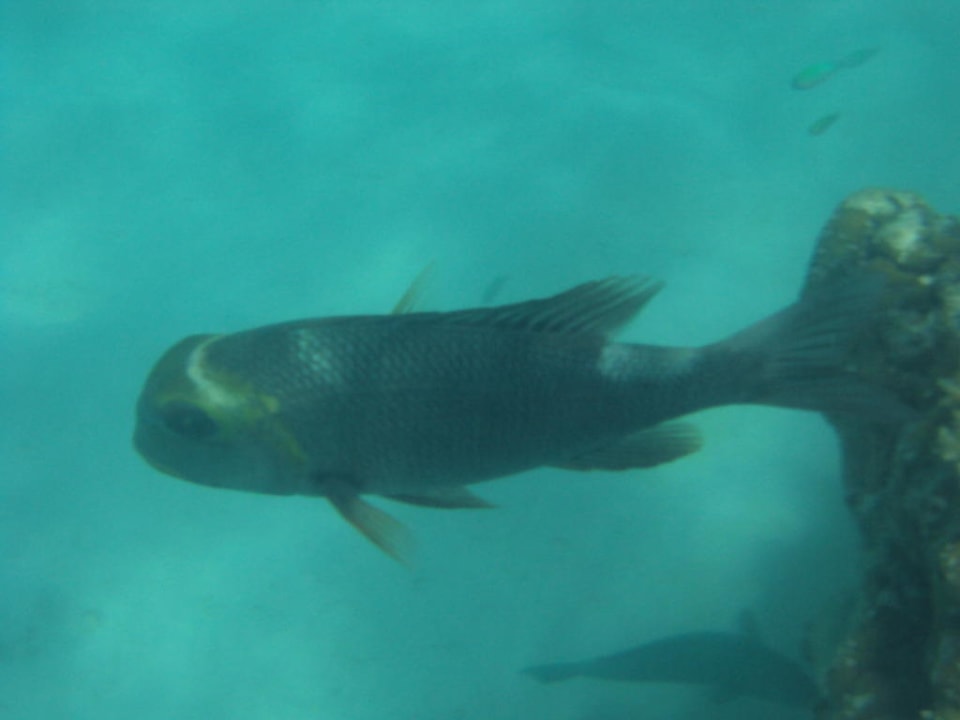 Das war ein großer Fisch Cinnamon Dhonveli Maldives