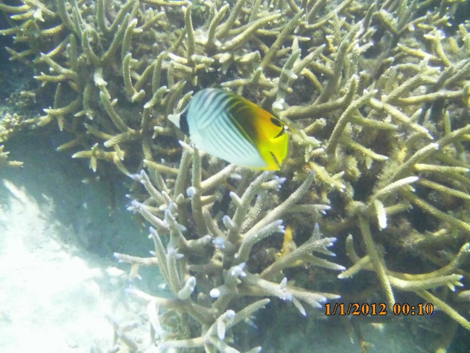 Unter Wasserwelt ananea Diamonds Athuruga