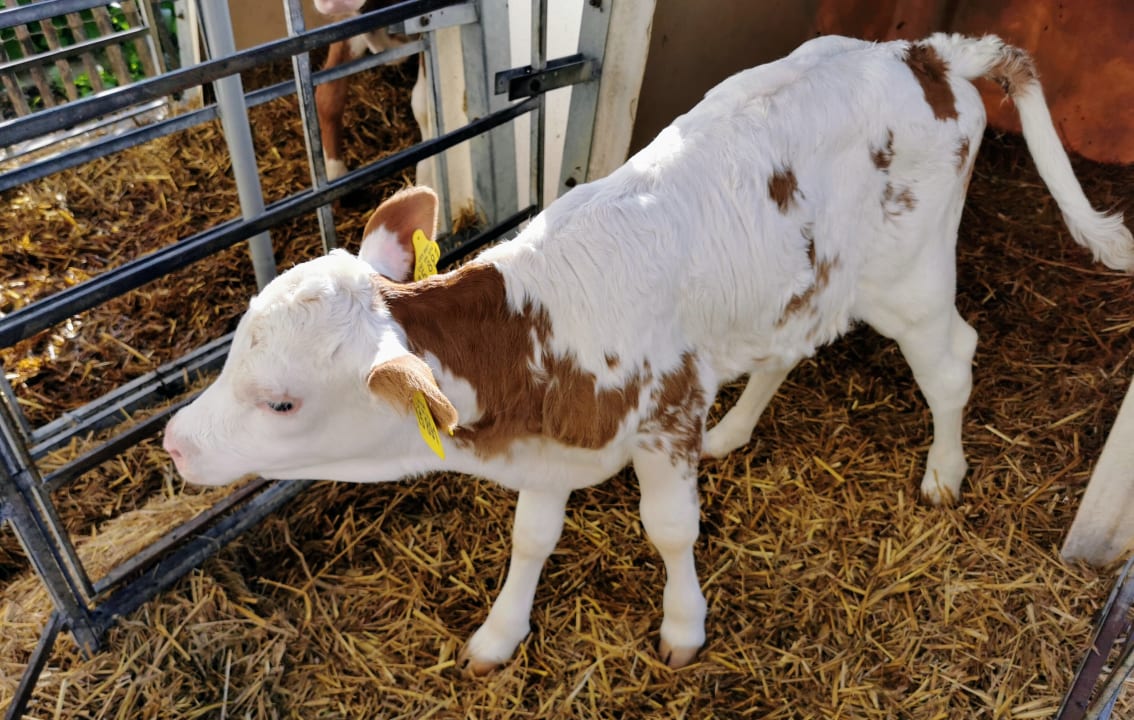 Außenansicht Ferienwohnungen Doblerhof