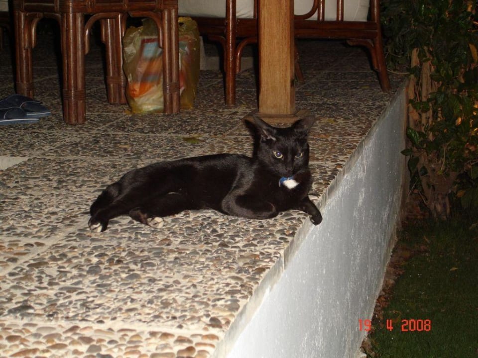 Unsere Hotelkatze Ghazala Beach