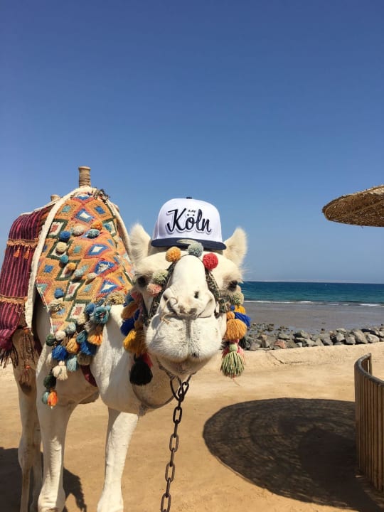 Casanova Desert Rose