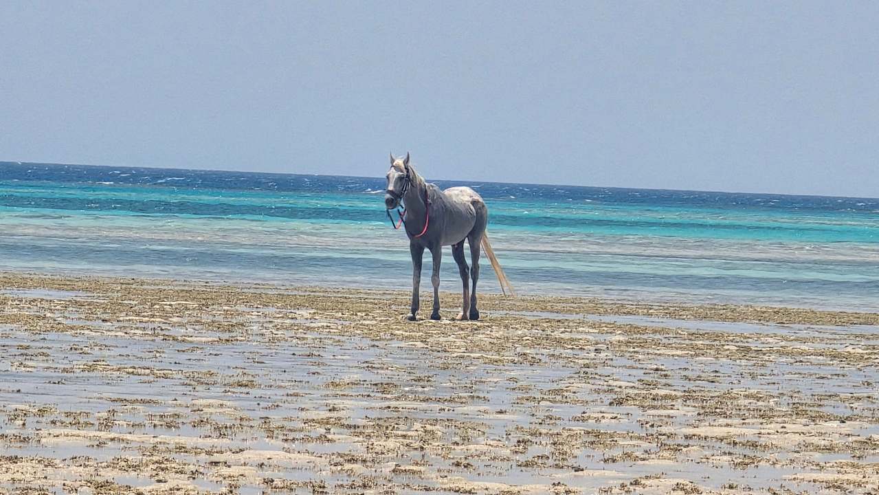 Außenansicht JAZ Elite Asteria