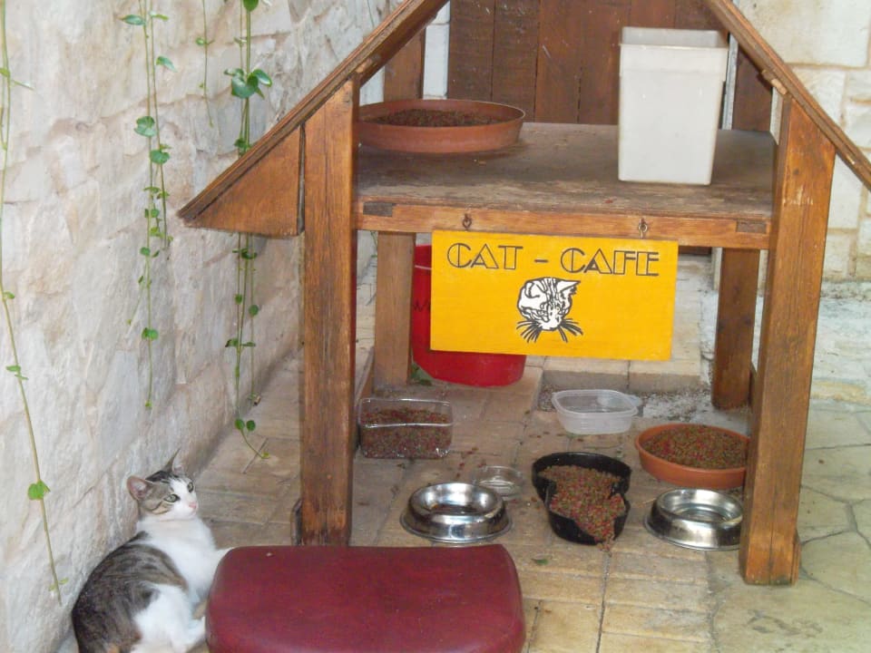 Katzen Station Cactus Beach