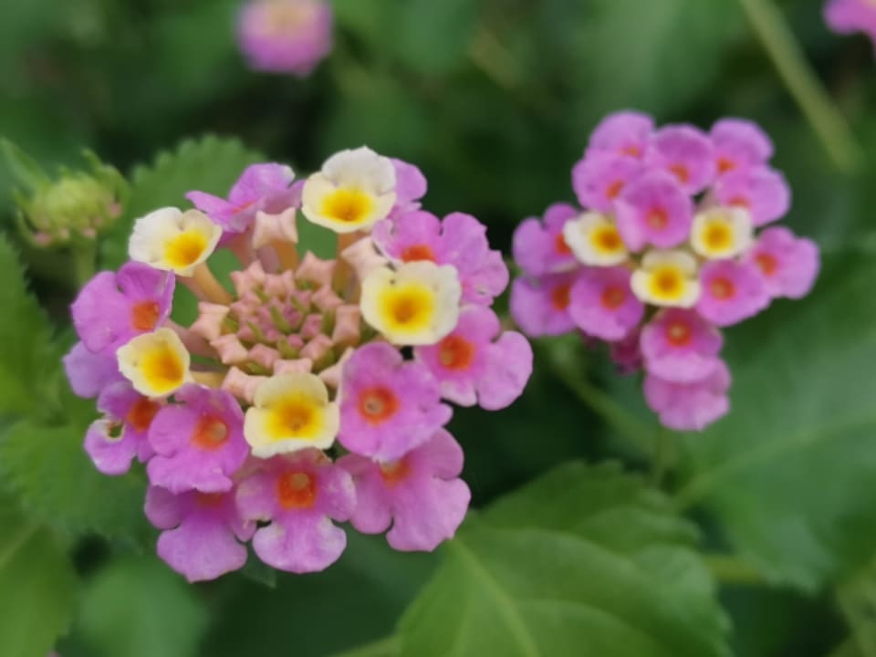 Gartenanlage BV Borgo del Principe