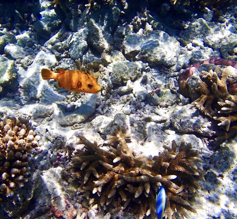 Strand Kuramathi Maldives