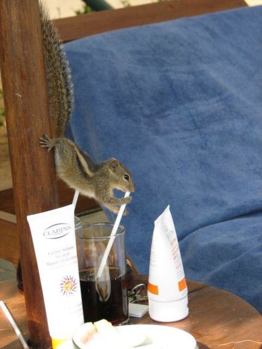 Maly pijak  Mermaid Hotel & Club