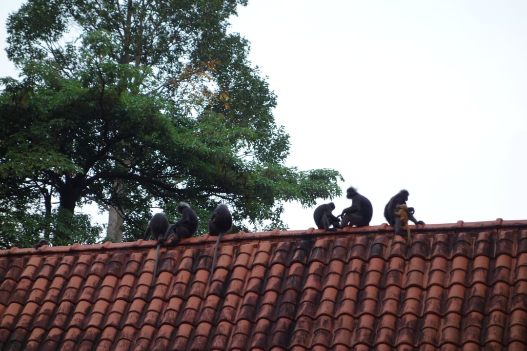Affen Berjaya Langkawi Resort