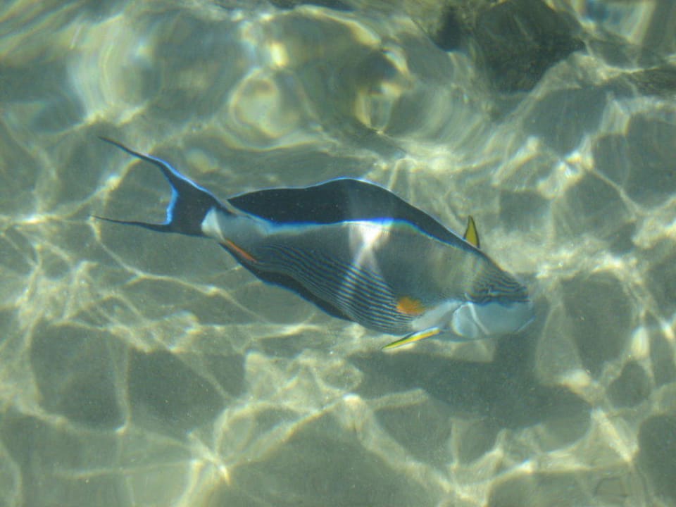 Direkt am Strand so große Fische! Ghazala Gardens