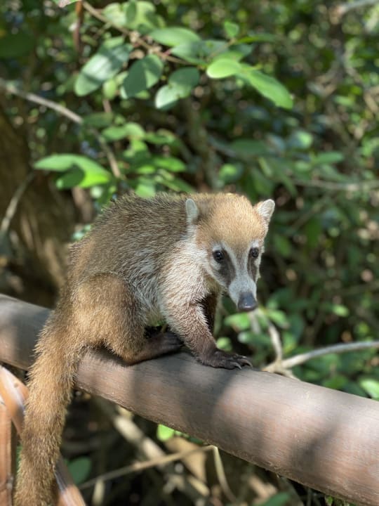 Gartenanlage Catalonia Royal Tulum Beach & Spa Resort - Adults only