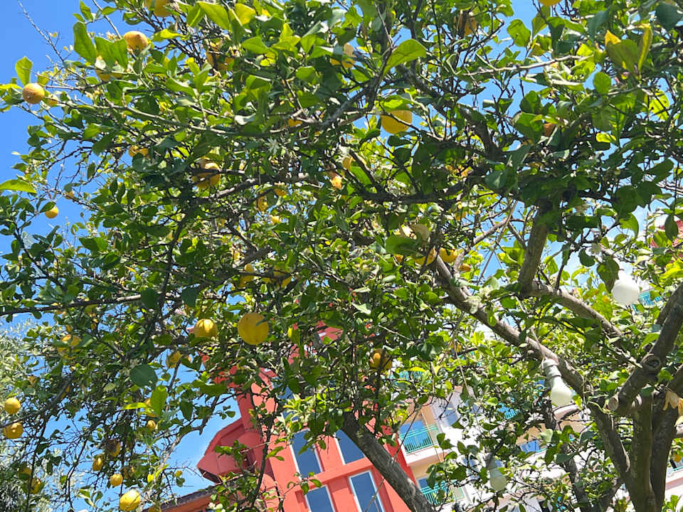 Gartenanlage Belconti Resort Hotel