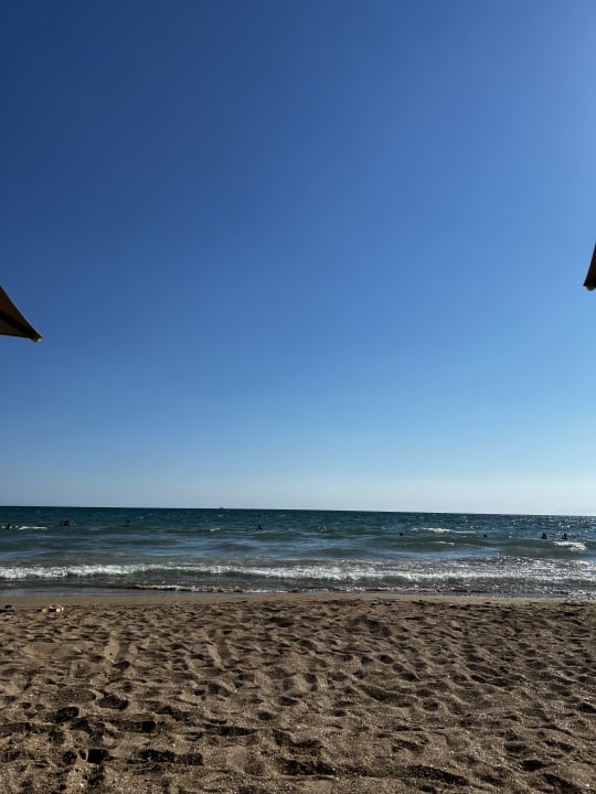 Strand Acanthus Cennet Barut Collection