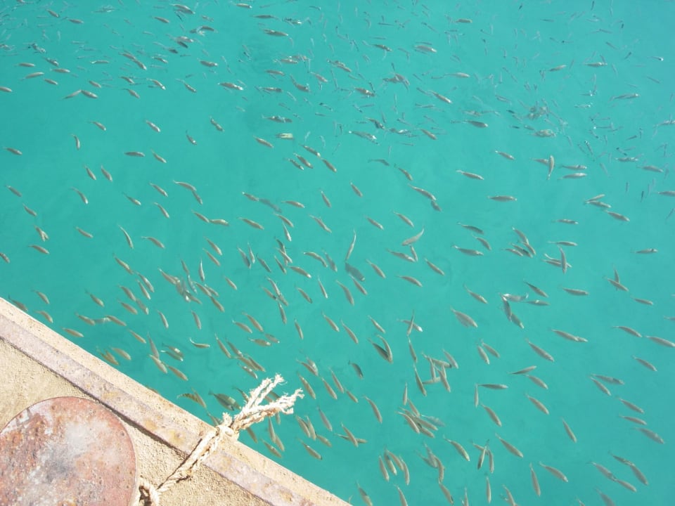 Fischwelt The Grand Hotel Hurghada