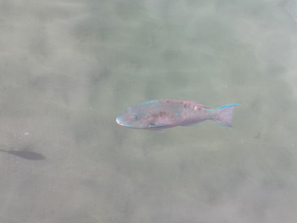 Sonstiges Pickalbatros Dana Beach Resort - Hurghada