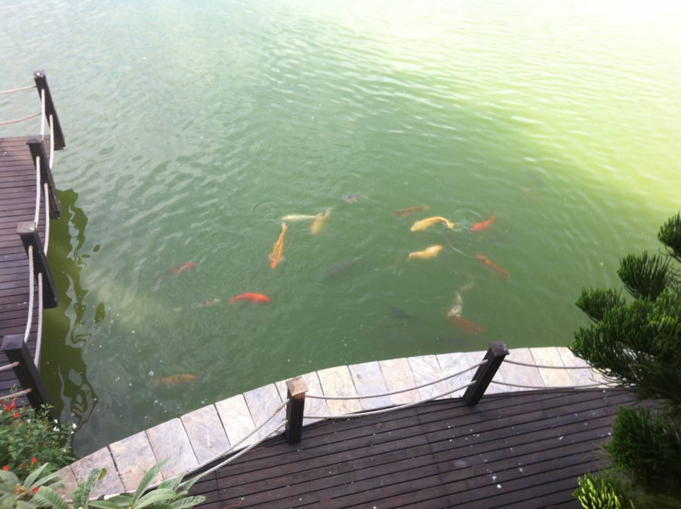 Die Fische warten stets auf Futter von der Terrasse Sueno Hotels Golf Belek
