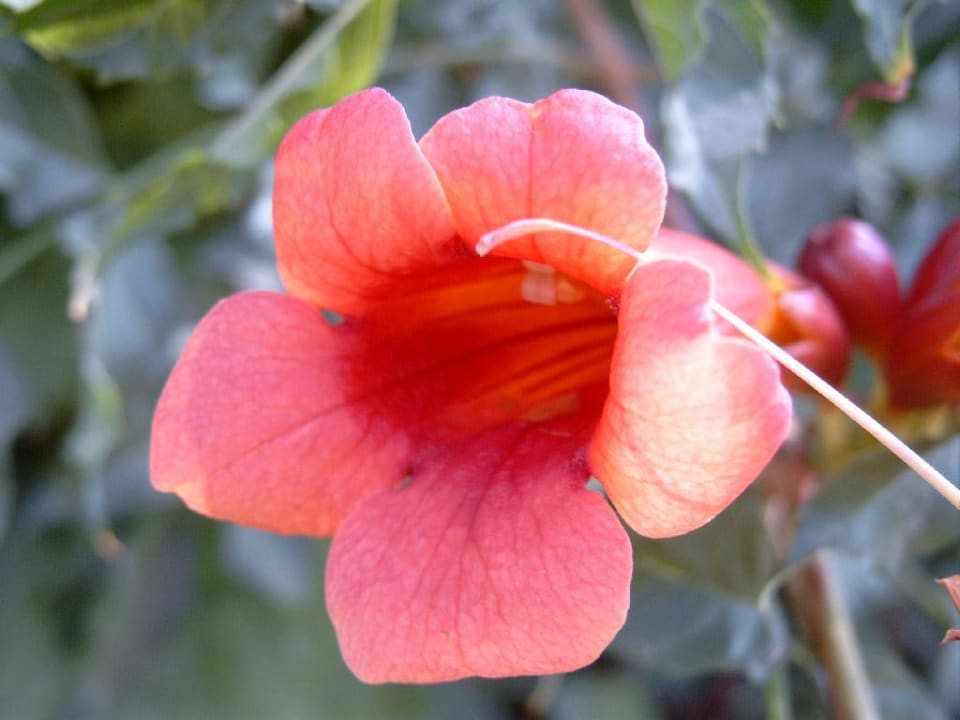 Pflanzen in der Hotelanlage Ölüdeniz Beach Resort by Z Hotels