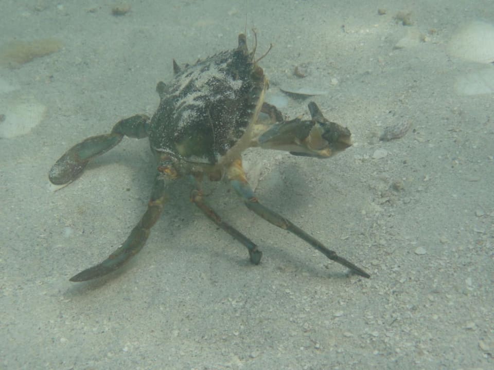 Mr. Crabs Hotel Riu Negril