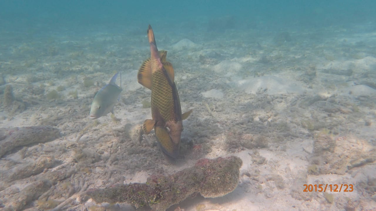 Drückerfisch, lebende Korallen: vor dem Pool Summer Island Maldives