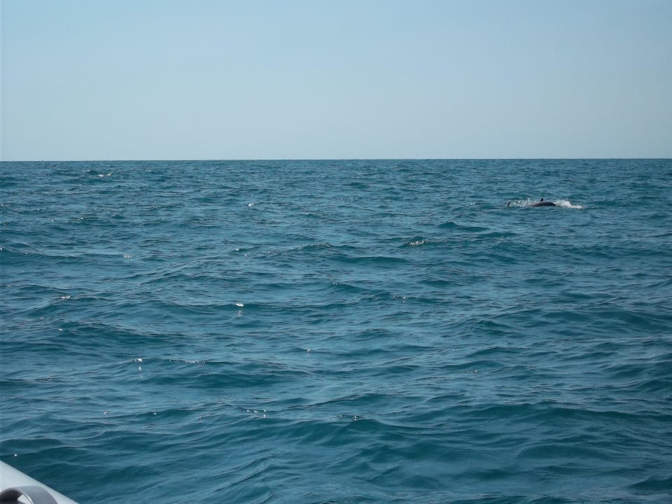 Wieder Delfine gesehen Hotel El Mouradi Djerba Menzel