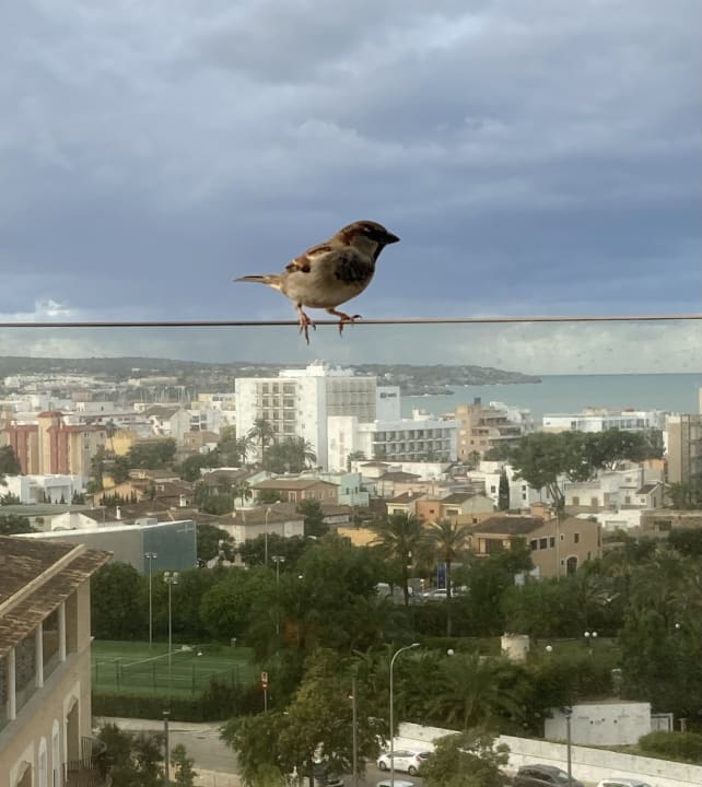 Ausblick Grupotel Playa de Palma Suites & Spa