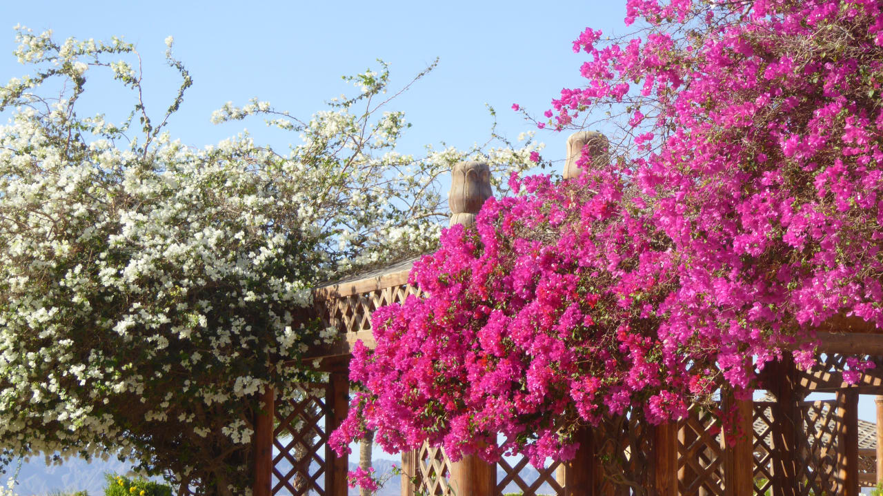 Gartenanlage Hotel Sheraton Soma Bay Resort