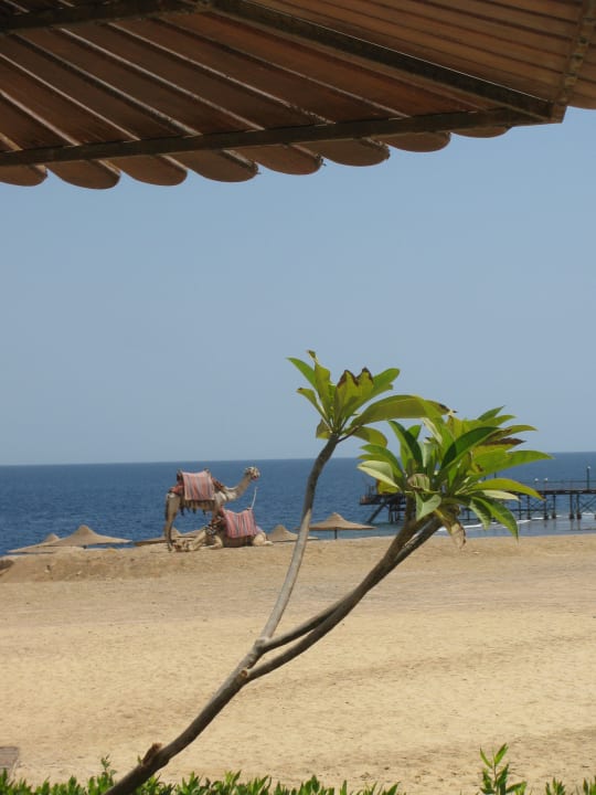 Hotel Coral Hills Resort Marsa Alam  Coral Hills Resorts & SPA