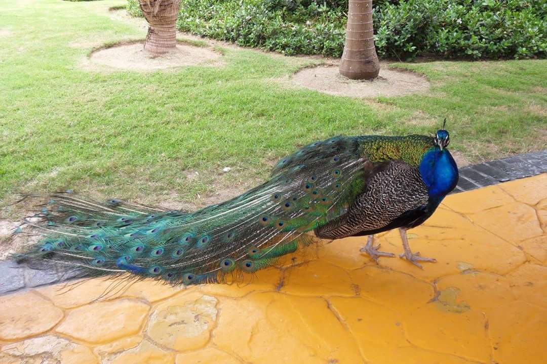 Gartenanlage Hotel Grand Palladium Palace Resort, Spa & Casino