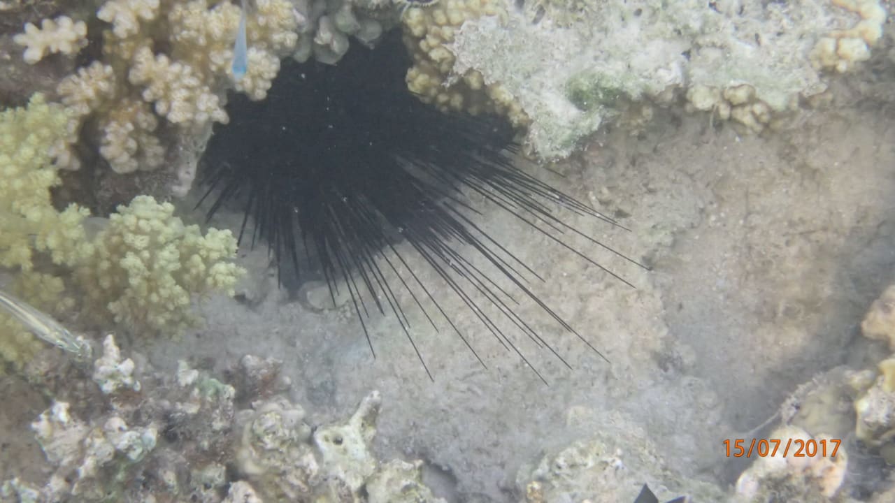 Strand Steigenberger Coraya Beach - Adults only