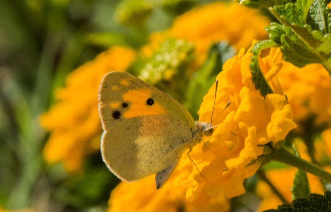 Schmetterling Happy Life Village