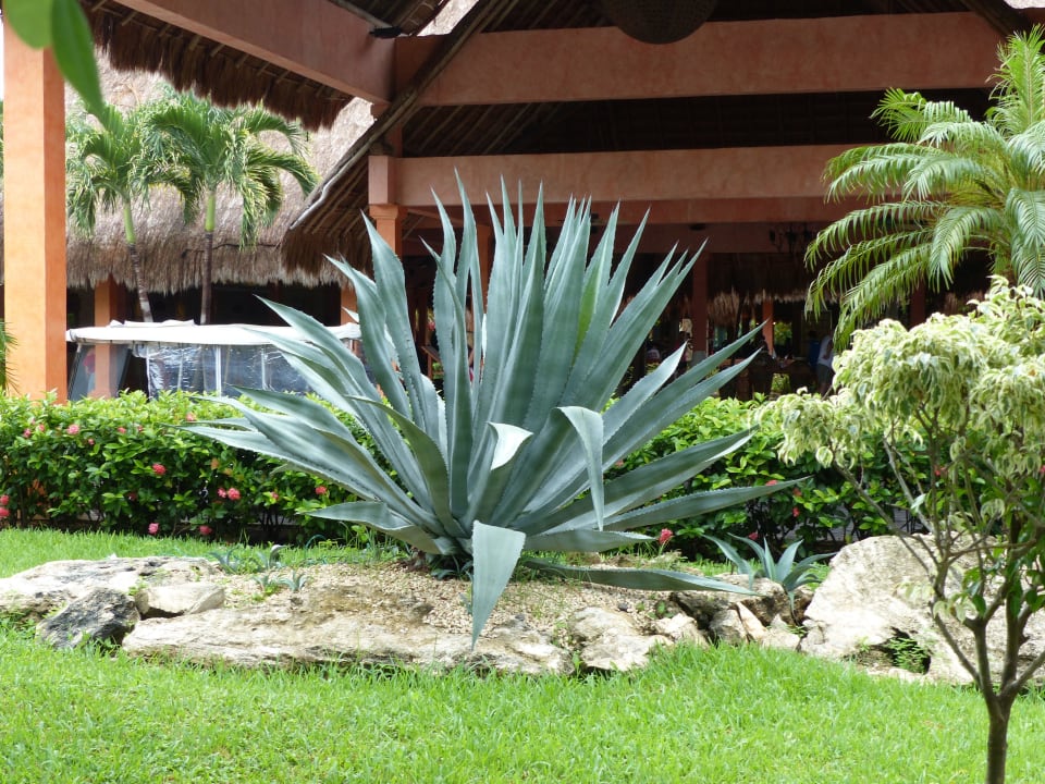 Agave vor dem Hoteleingang Iberostar Waves Tucan