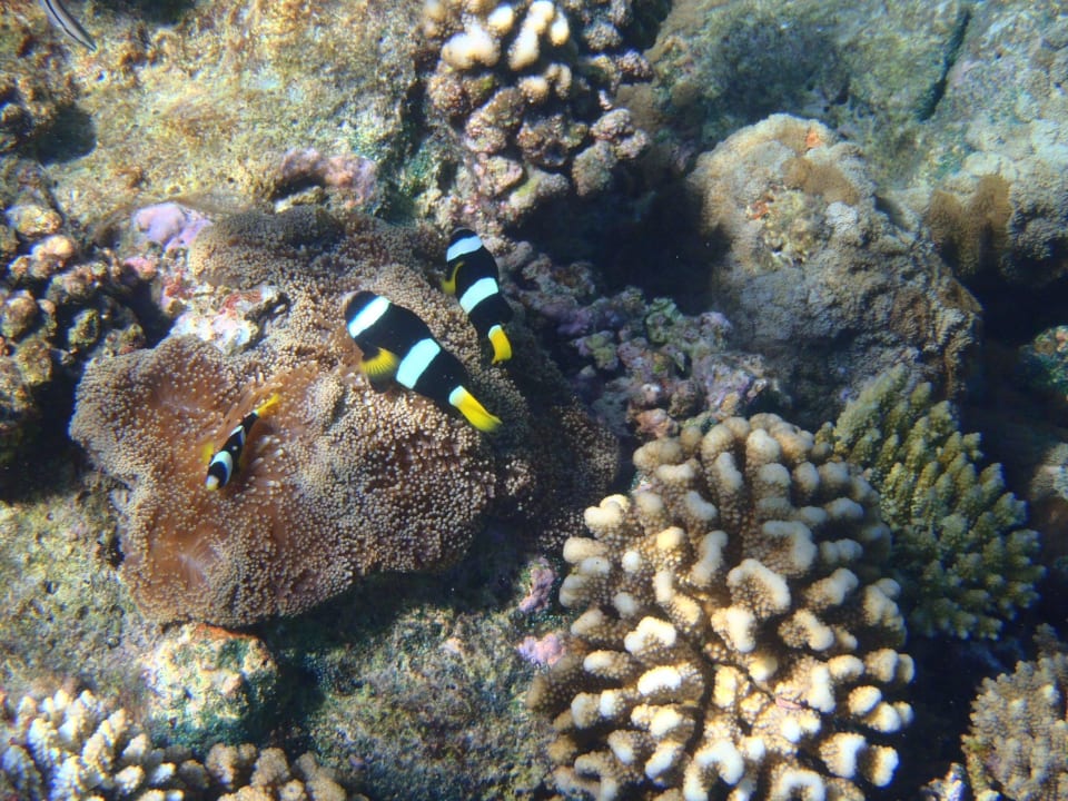 Ohne Worte ananea Diamonds Athuruga