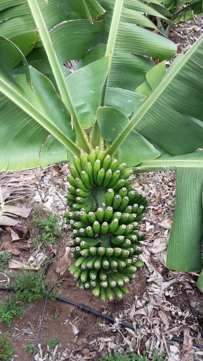 Bananenpflanzen  Apartamentos Casablanca