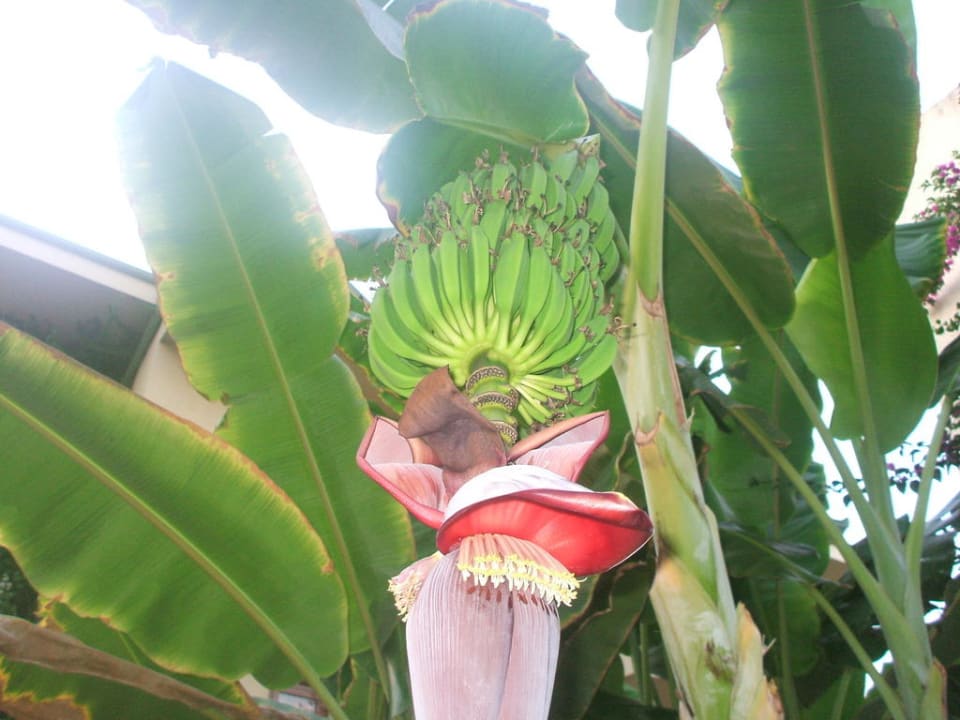 Bananenstaude VONRESORT Golden Beach