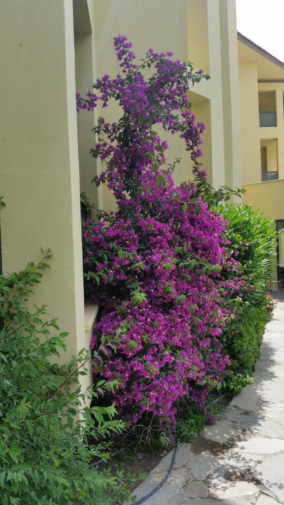 Gartenanlage Le Jardin Resort