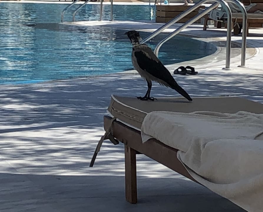 Sonstiges SENTIDO Port Royal Villas & Spa