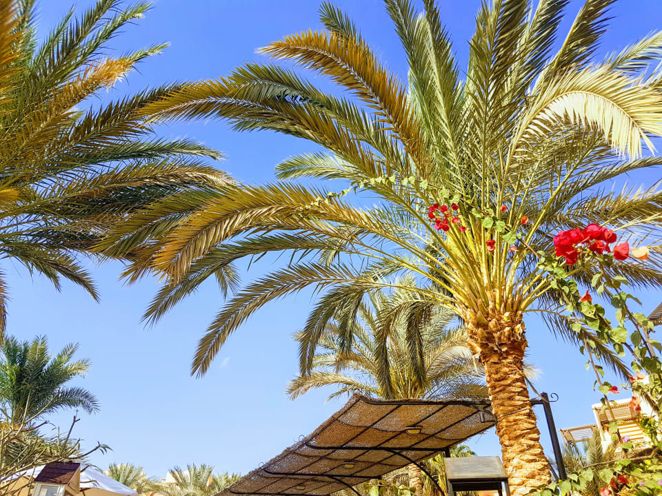 Gartenanlage Steigenberger Coraya Beach - Adults only