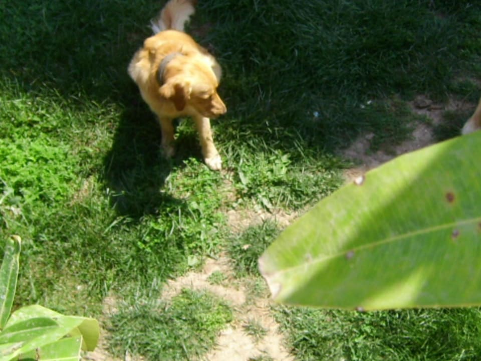 Auch einer von dreien Hane Family Resort