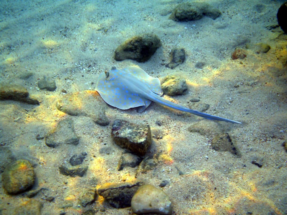 Blaupunktrochen Arabia Azur Resort