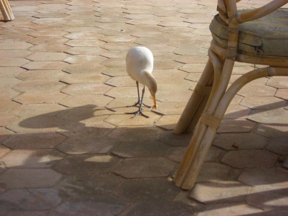 Gehört zum Inventar  Continental Hotel Hurghada