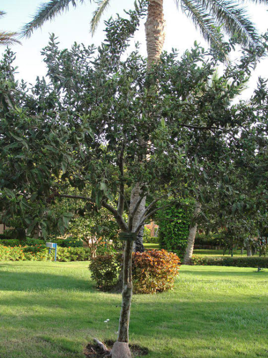 Ogród Hotel Nubian Village