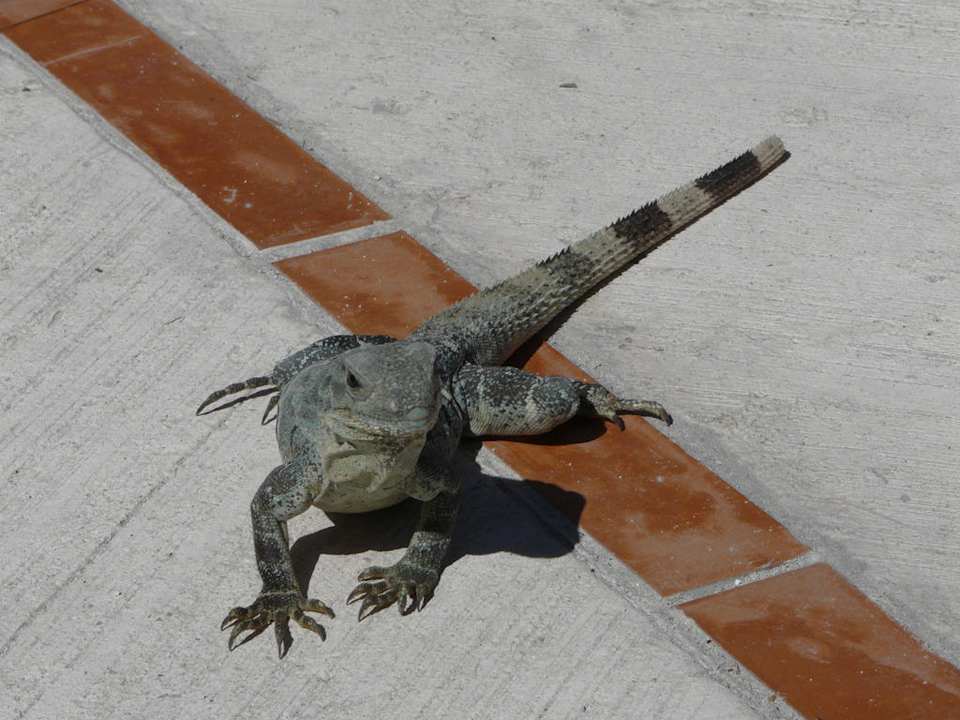 Neugieriger Leguan Grand Sirenis Riviera Maya Resort & Spa