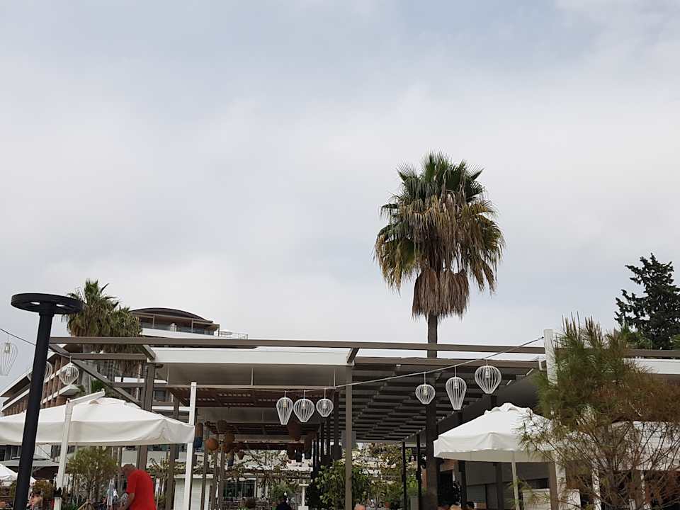 Gastro Acanthus Cennet Barut Collection