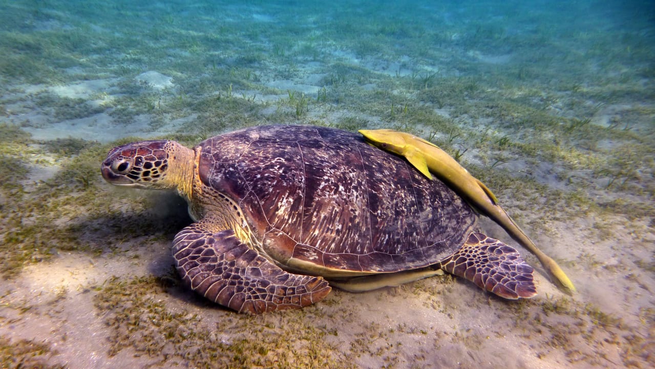 Sport & Freizeit Shams Alam Beach Resort