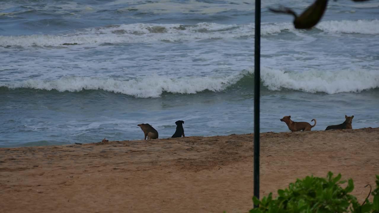 Strand Pandanus Beach Resort & Spa