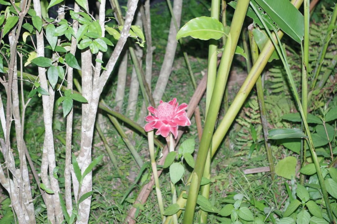 Blümchen Hotel Ao Nang Paradise Resort